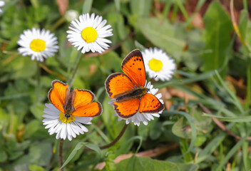 Ottoman Fire butterfly (Lycaena ottomanus) on a daisy flower