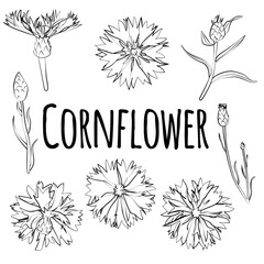 Set of cornflowers, leaves, flowers, linear black and white pattern. Vector graphics