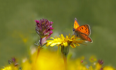 Ottoman Fire butterfly (Lycaena ottomanus) on flower