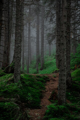 Fototapeta premium Mountain is Beautiful