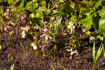 Bush of the first white-pink hellebore flowers in early spring.