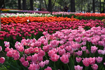 Colorful tulips garden in spring
