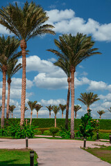 Beautiful palm egypt green beach