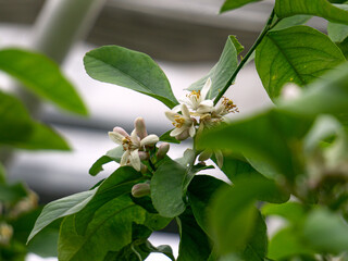 Fototapeta premium Blossoming lemon flowers on a tree in a greenhouse.