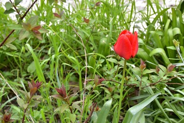 A delicate flower of a red tulip against the background of green grass. Single. Space for text.