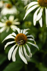 Camomile flowers on the field