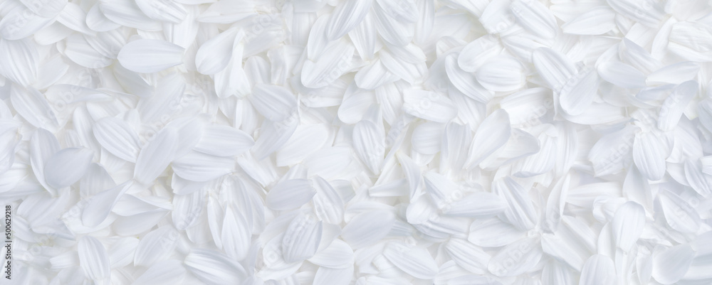 Wall mural Simple background of soft white flower petals for weddings, or other peaceful or serene backgrounds.