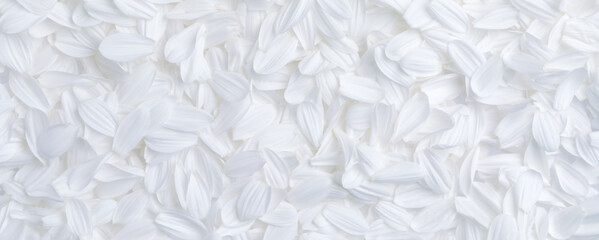 Simple background of soft white flower petals for weddings, or other peaceful or serene backgrounds. - 500629218