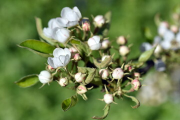 Nahaufnahme von Birnenblüten und -knospen