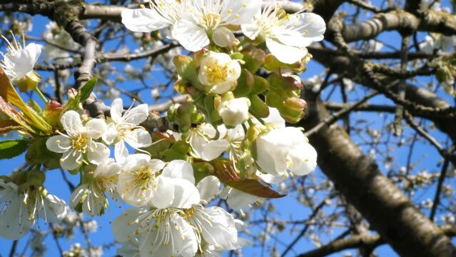 Nahaufnahme von Kirschblüten an einem sonnigen, windigen Tag, weiße Blüten, blauer Himmel.