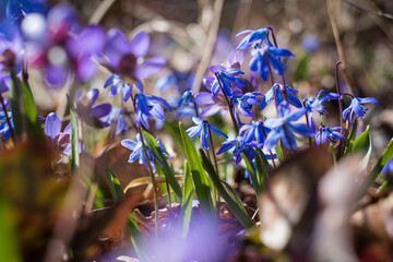 Small wild forest flowers growing in April. First spring flowers. Scilla siberica.