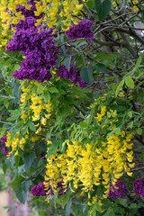Close up of lilac and laburnum trees growing in close proximity in a London suburb. Lilac tree has cone shaped, deep purple blooms in spring, and laburnham tree has delicate, falling yellow flowers.