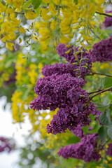 Close up of lilac and laburnum trees growing in close proximity in a London suburb. Lilac tree has cone shaped, deep purple blooms in spring, and laburnham tree has delicate, falling yellow flowers.