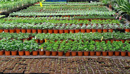 Fototapeta premium Summer flower seedlings on the shelves in the greenhouse.