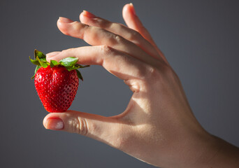 A woman holding a red, ripe, fresh strawberry in her hands, isolated on a gray background close-up,...