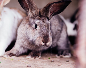 A family of little rabbits in a cage. Fluffy rodents. Breeding animals on the farm.