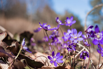 Small wild forest flowers growing in April. First spring flowers. Anemone hepatica or kidneywort. - obrazy, fototapety, plakaty