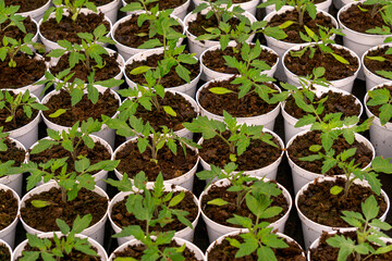 Flower pots with tomato seedlings in a greenhouse.