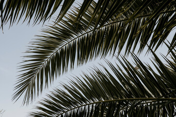 Palm leaf on sky background. Sunday, summer, holiday, exotic, jungle, vacation, season concept photo idea