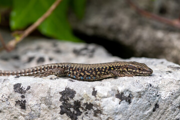 Close up of a common lizard (zootoca vivipara) basking in the sun