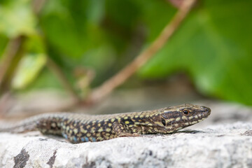 Close up of a common lizard (zootoca vivipara) basking in the sun