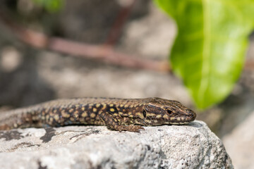 Close up of a common lizard (zootoca vivipara) basking in the sun