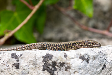 Close up of a common lizard (zootoca vivipara) basking in the sun