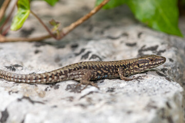 Close up of a common lizard (zootoca vivipara) basking in the sun