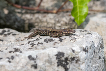 Close up of a common lizard (zootoca vivipara) basking in the sun