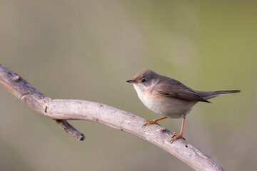 Subalpine Warbler female (Sylvia cantillans)