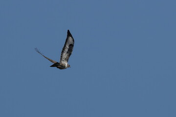 scenic view of a preying buzzard in flight