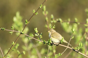 booted warbler perching in a shrub
