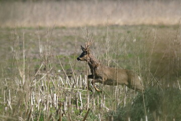 scenic view of a jumping roe buck