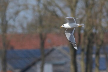 scenic view of a gull in flight