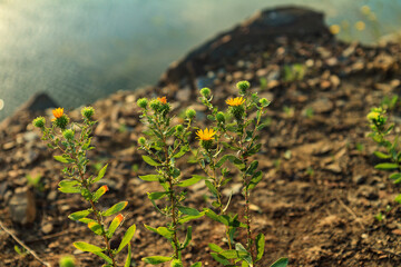 Colors of spring flowers and landscapes