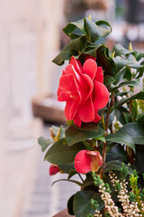 Red rose-like flower of Japanese Camellia (Camellia japonica) with evergreen glossy leaves on shrub.