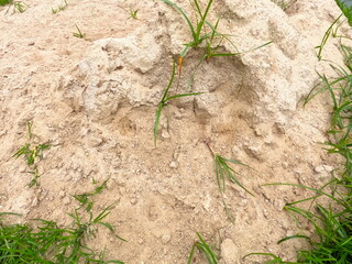 Plantas verdes crescendo em meio a areia, plantas em meio a areia,  textura de areia com plantas. vida em meio a areia
