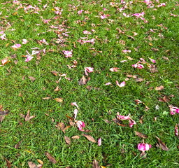 Flores caídas no início do outono, folhas caindo ao chão no outono, cores da natureza no chão