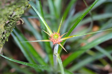 Bela planta estranha com fundo desfocado, natureza em cores, cores da natureza