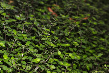 Pequenas plantas verdes de jardim, chão coberto de verde, chão coberto de plantas
