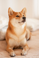 Japanese shiba inu dog lies on the bed and looks. Beautiful red dog.