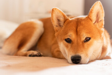 Japanese shiba inu dog lies on the bed and looks. Beautiful red dog. 