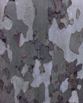 Plane tree, camouflage tree. Tree bark close-up. Protective, natural coloring of the plant.