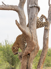Leopard klettert vom Baum - leopard climbing down from tree