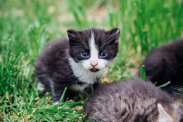 A group of kittens on a green lawn. Little fluffy kittens are walking in the yard. A pet. Taking care of pets. Different color of cats' fur.
