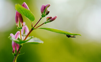 ladybird on a flower