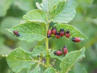 Colorado potato beetle larvae on eaten away potato leaf. Closeup. An illustration on the theme of protecting this agricultural plant from bugs. Farm and gardening. Macro
