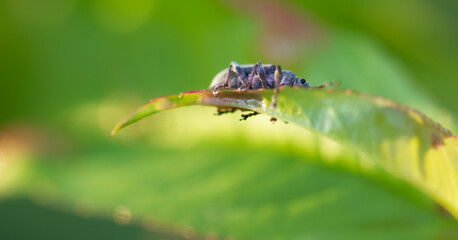 butterfly on a leaf