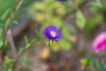 Spring season. Blossom flowers in the garden. Sunny day.