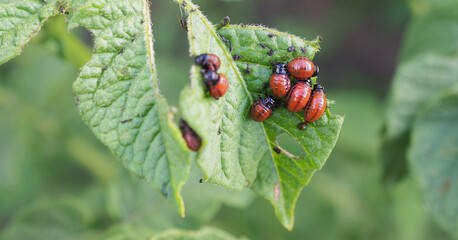 Larvae of the Colorado potato beetle eat a potato leaf. Closeup. Illustration about protecting agricultural plants from pests. Farm and gardening. Horizontal stories. Macro